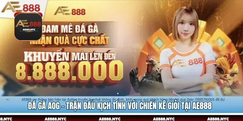 Đá gà AOG - Trận Đấu Kịch Tính Với Chiến Kê Giỏi Tại AE888
