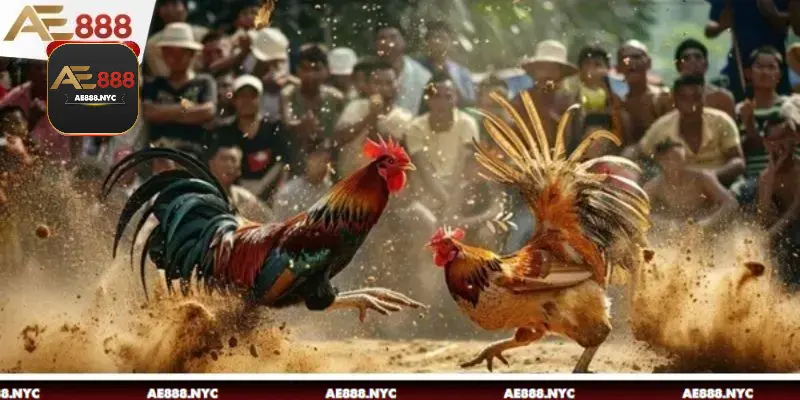 Tổng quan những thông tin cần nắm được về đá gà Thomo